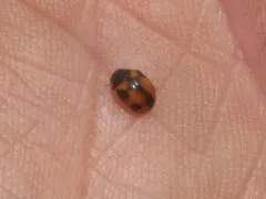 White-fronted Spurleg thumbnail 1