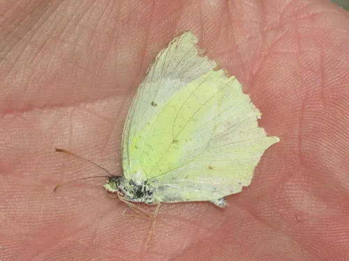 Mexican Yellow