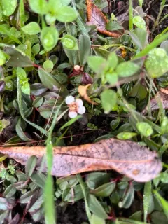 Bearberry Cotoneaster thumbnail 2