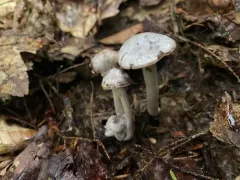 Cuphophyllus canescens thumbnail 4
