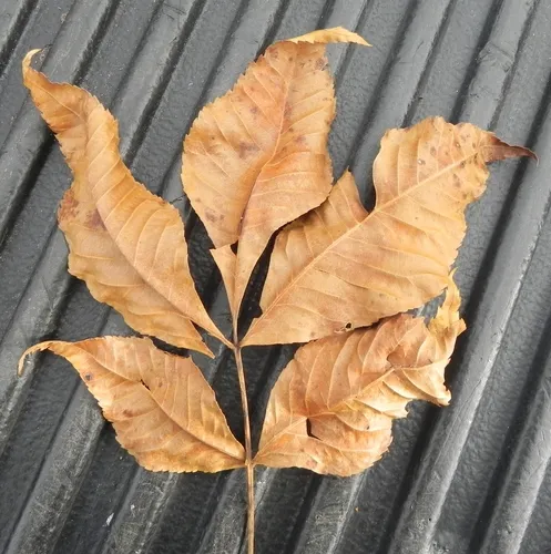 pignut hickory