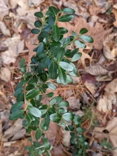 Japanese holly thumbnail 2