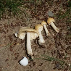 Russula-like Amanita thumbnail 3
