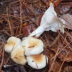 yellow-centered waxy cap thumbnail 4