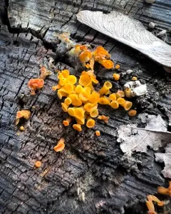 Trumpet Jelly Cup thumbnail 3