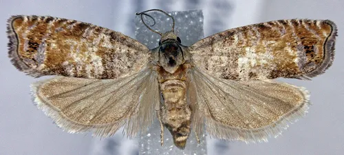 Epinotia wrighti