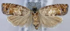 Epinotia wrighti thumbnail 1