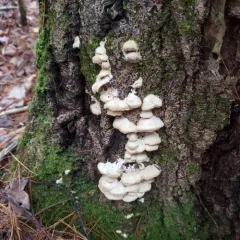 Smoky polypore thumbnail 3