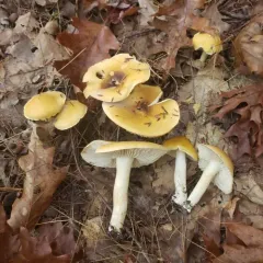 Tricholoma fumosoluteum thumbnail 3