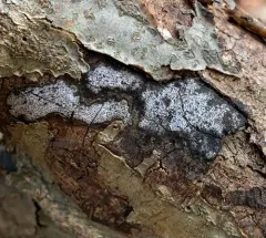 hypoxylon canker thumbnail 3
