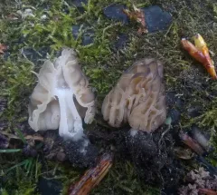 Morchella populiphila thumbnail 1