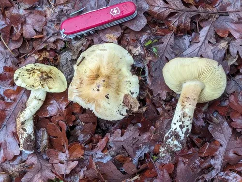 Tricholoma yatesii