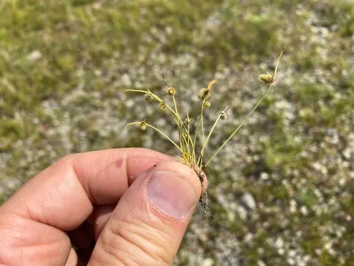 Cyperus aristulatus