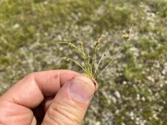 Cyperus aristulatus thumbnail 1
