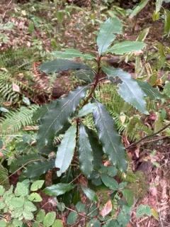 Chinese Photinia thumbnail 4