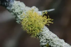 slender orange-bush thumbnail 4