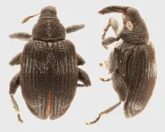 Tachyerges niger thumbnail 2