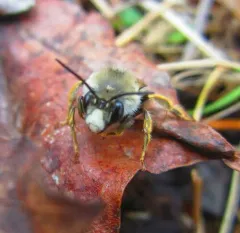 Habropoda cineraria thumbnail 3