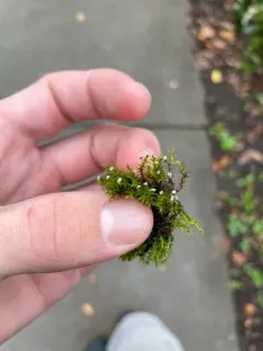 Didymium clavus thumbnail 3