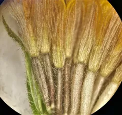 hairy arnica thumbnail 4