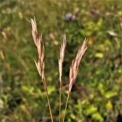 Vasey's Oatgrass thumbnail 4