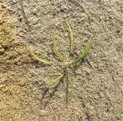 spiny-spored quillwort thumbnail 3