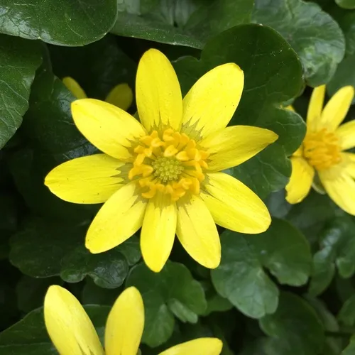lesser celandine