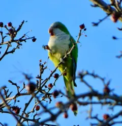 Monk Parakeet thumbnail 3