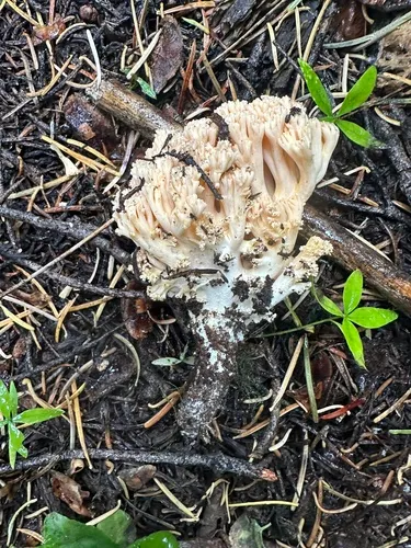 Ramaria cartilaginea
