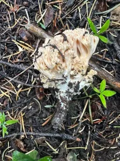 Ramaria cartilaginea thumbnail 1