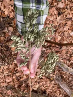 mountain black cohosh thumbnail 3
