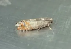 Epinotia wrighti thumbnail 2