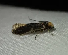Skin Moth thumbnail 3