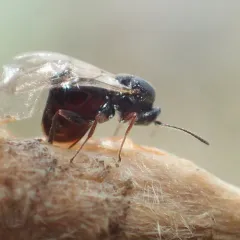Andricus schickae thumbnail 3