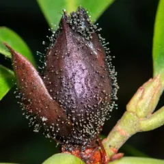 Rhododendron Blight thumbnail 2