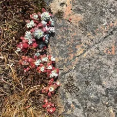 Broad-leaved Stonecrop thumbnail 4