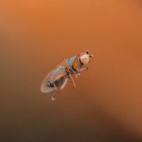 Eulimosina ochripes