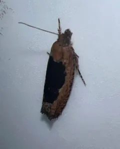 Epinotia emarginana thumbnail 4
