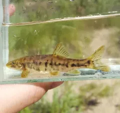 Umatilla Dace thumbnail 2