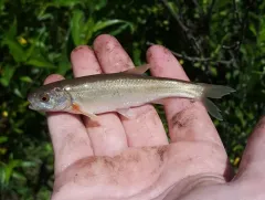 Northern Leatherside Chub thumbnail 4