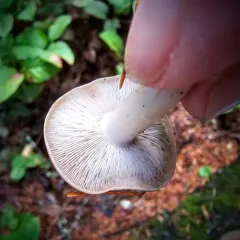 Gerhardtia foliicola thumbnail 3