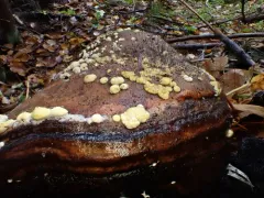 Trichoderma strictipile thumbnail 4