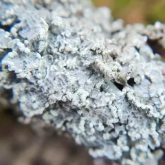 Powdered Speckleback Lichen thumbnail 3