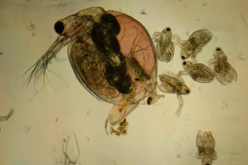 Ceriodaphnia reticulata