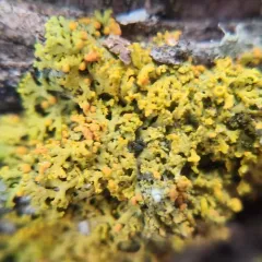 Tremella xanthomendozae thumbnail 2