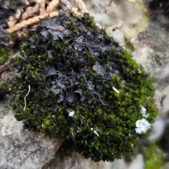 Scytinium dactylinum thumbnail 3