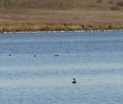 Yellow-billed Loon thumbnail 4