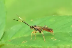 Cratichneumon annulatipes thumbnail 3