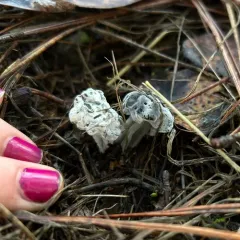 Hypomyces cervinigenus thumbnail 3