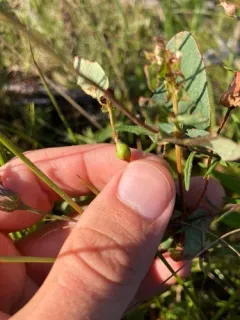 Neolasioptera triadenii thumbnail 3